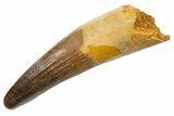 Fossil Spinosaurus Tooth - Real Dinosaur Tooth #330035-1
